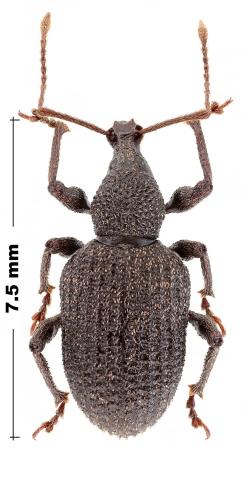 Otiorhynchus sp.